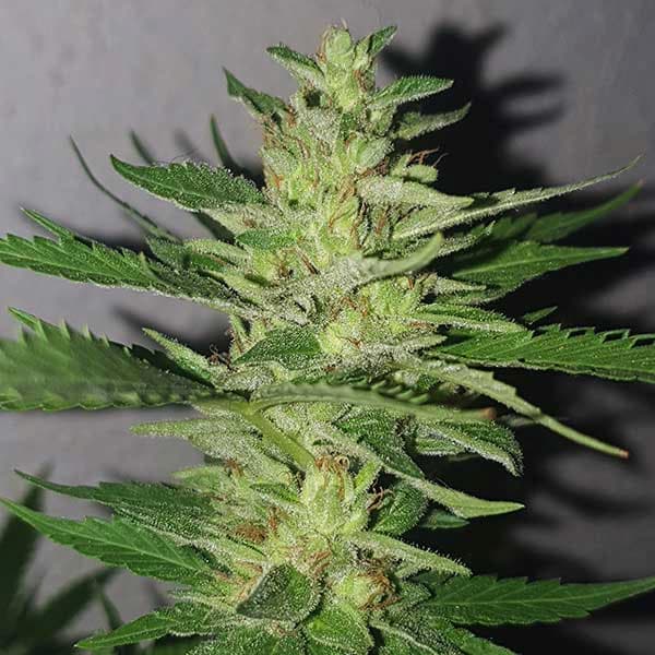 Chocobang Seed > Delicious Seeds | Feminized Cannabis   |  Sativa